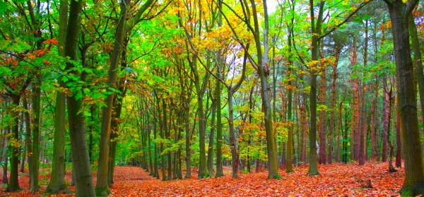 Autumn Forest
