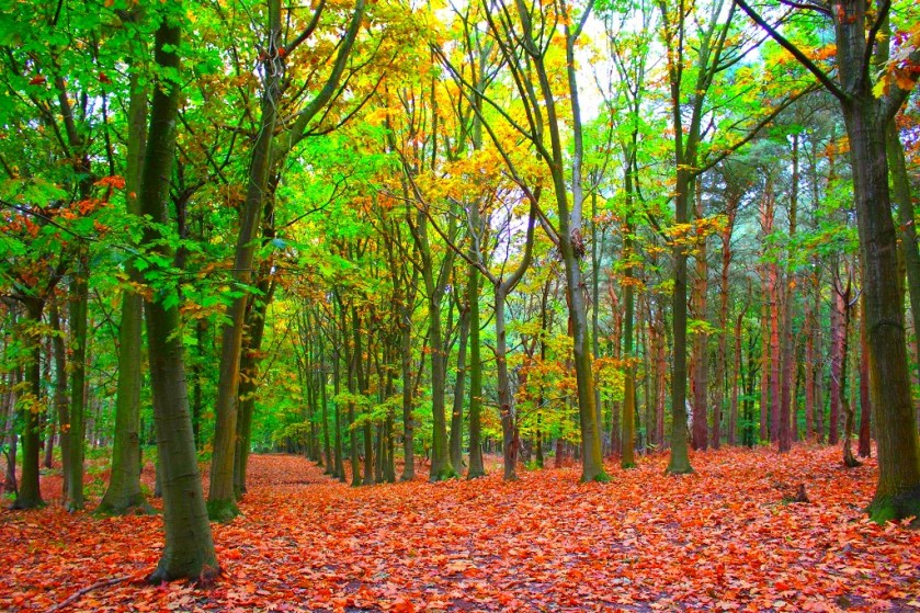 Autumn Forest