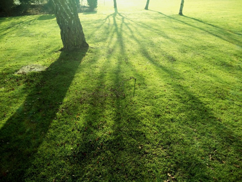 Trees Shadows
