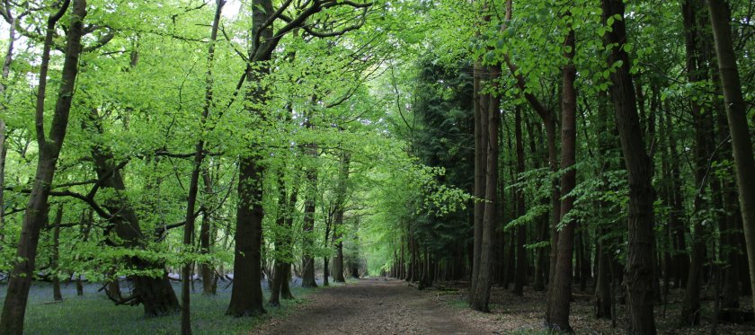 crownjulesb shop on Redbubble